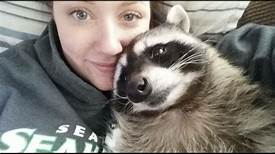 Can You Keep a Raccoon as a Pet?