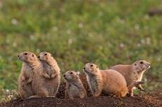 Are Prairie Dogs Good Pets?