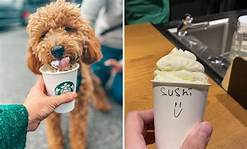 Is Starbucks Pet Friendly?