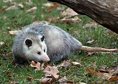 Can Opossums Be Pets?