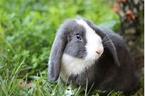 How Long Can a Pet Bunny Live? A Comprehensive Guide to Rabbit Lifespans