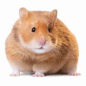 How Much Is a Pet Hamster?