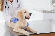 Does Pet Insurance Cover Vet Visits?