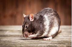 Do Pet Rats Carry Diseases?