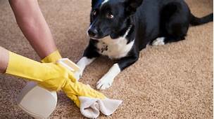 How to Remove Pet Odor