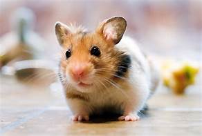 Are Hamsters Good Pets?