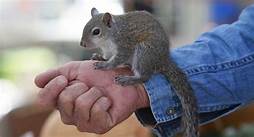 Can You Get a Pet Squirrel?