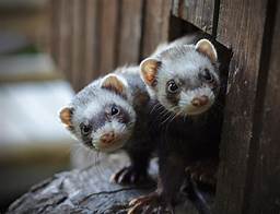 Are Weasels Good Pets?