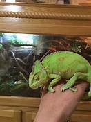 Do Chameleons Make Good Pets?