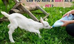 Can You Have a Pet Goat?