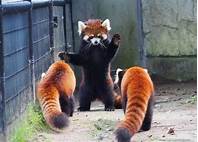 Can You Have Red Pandas as Pets?