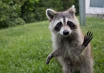 Is It Legal to Have a Pet Raccoon?