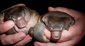 Can a Platypus Be a Pet?