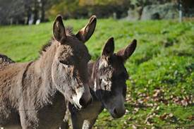 Are Donkeys Good Pets?