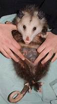 Can You Keep Opossums as Pets?