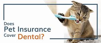 Does Pet Insurance Cover Teeth Cleaning?