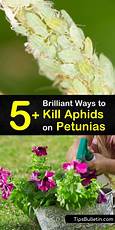 How to Get Aphids Off Petunias