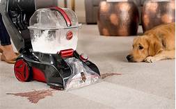 What is the Best Carpet Cleaner for Pets?