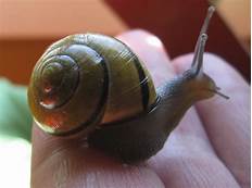 Where to Buy Pet Snails