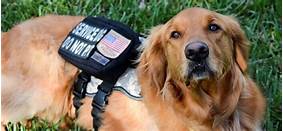 How to Make a Pet a Service Animal