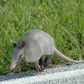 Can You Have an Armadillo as a Pet?