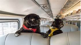 Can Pets Travel on Amtrak?