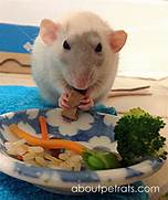 What Do Pet Rats Eat?