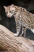 Can You Have Ocelots as Pets?