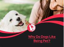 Why Do Dogs Like Getting Pet?