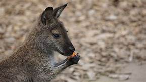 Do Kangaroos Make Good Pets?