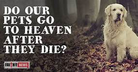 Do Pets Go to Heaven When They Die?