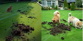 How Long After Lawn Treatment is it Safe for Pets?