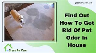 How to Get Pet Odor Out of House