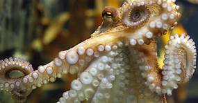 Can You Have a Pet Octopus?