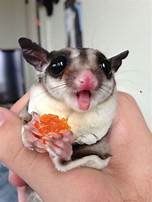 Can You Have a Sugar Glider as a Pet?