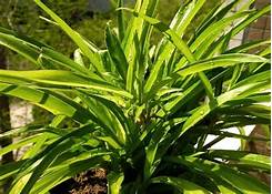 Are Spider Plants Toxic to Pets?