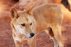 Can Dingoes Be Pets?