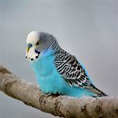 Are Budgies Good Pets?