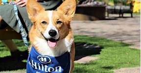 Are All Hilton Hotels Pet Friendly?