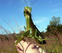 Can You Have a Praying Mantis as a Pet?