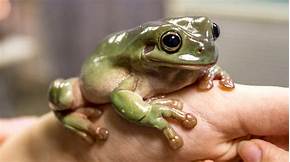 How Much is a Pet Frog?