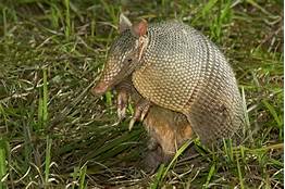 Can Armadillos Be Pets?