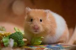 Does a Hamster Make a Good Pet?