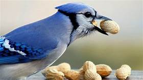 Can You Have a Blue Jay as a Pet?