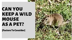 Can You Keep a Wild Mouse as a Pet?