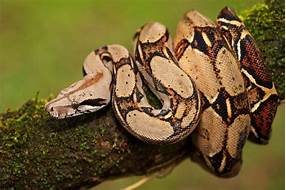 Are Boa Constrictors Good Pets?