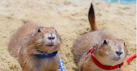 Do Prairie Dogs Make Good Pets?