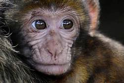 What Monkeys Make the Best Pets?