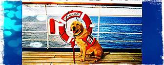 Can You Take Pets on a Cruise?