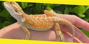 How Much is a Pet Lizard?